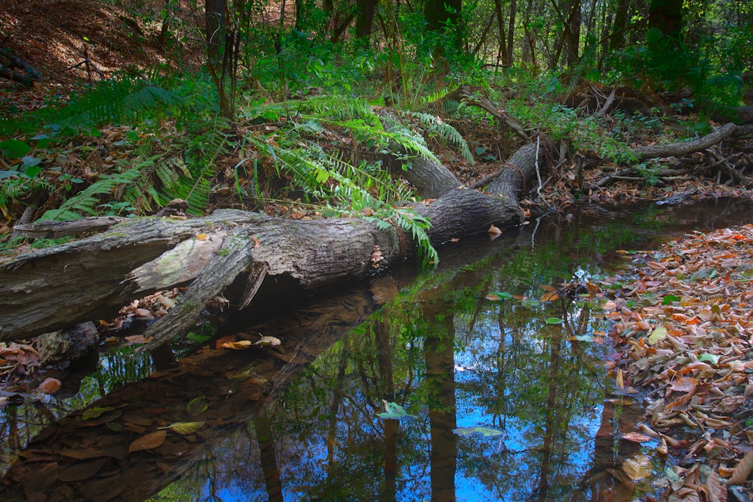 Cash for timberland in Arkansas