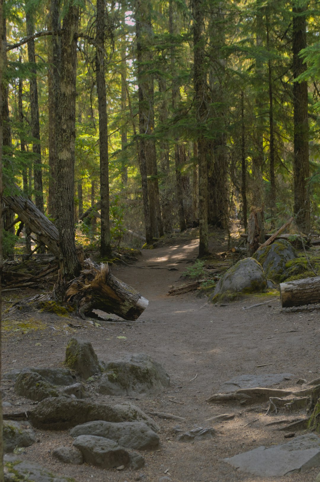 Selling forest land in Oregon