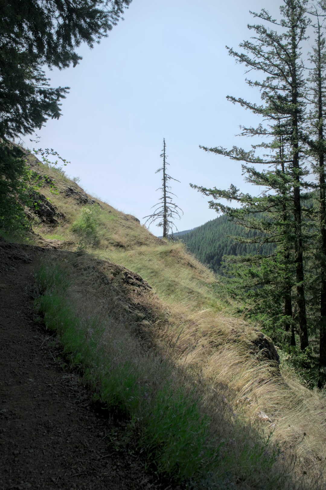 Selling forest land in Oregon