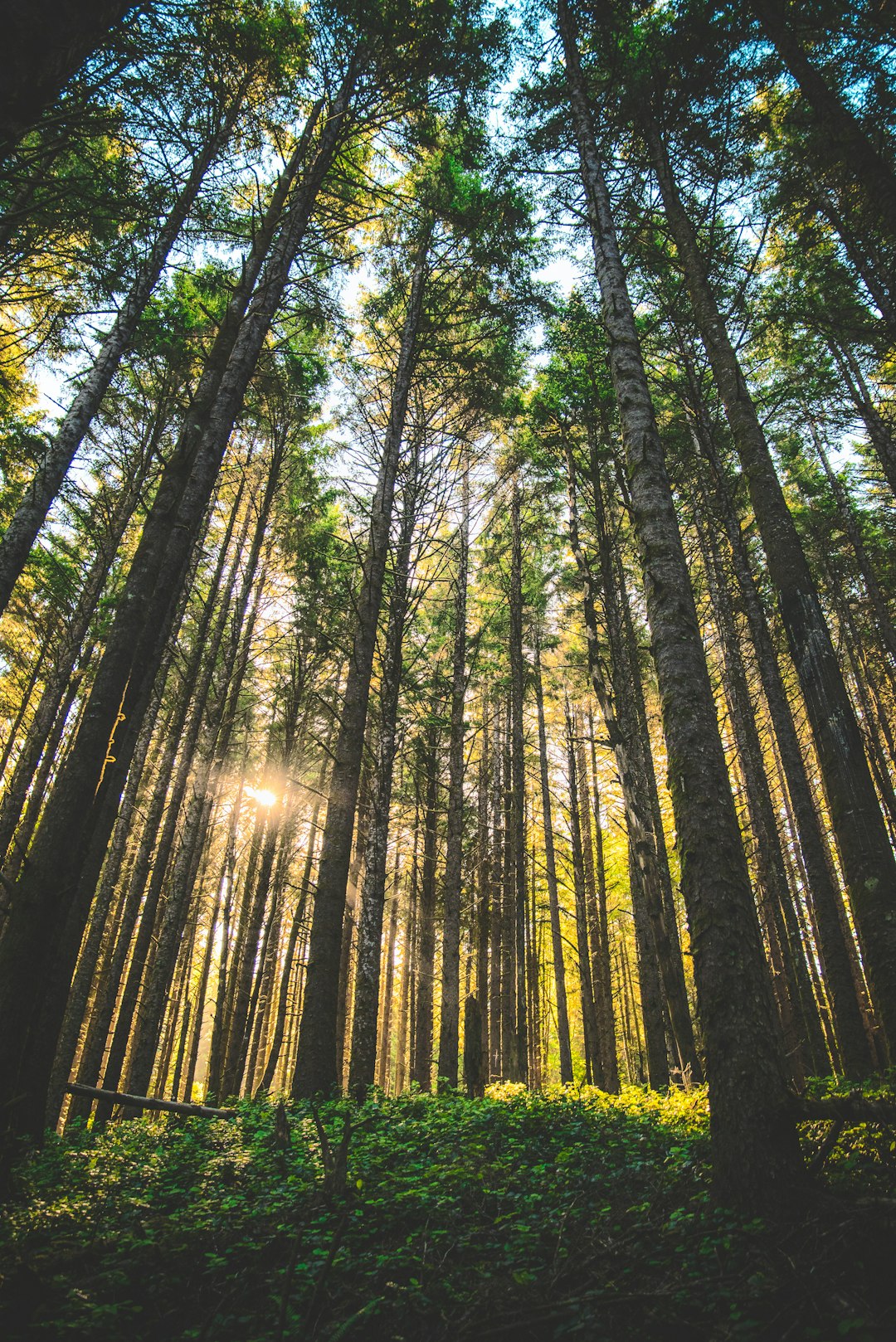 Sell land in Oregon