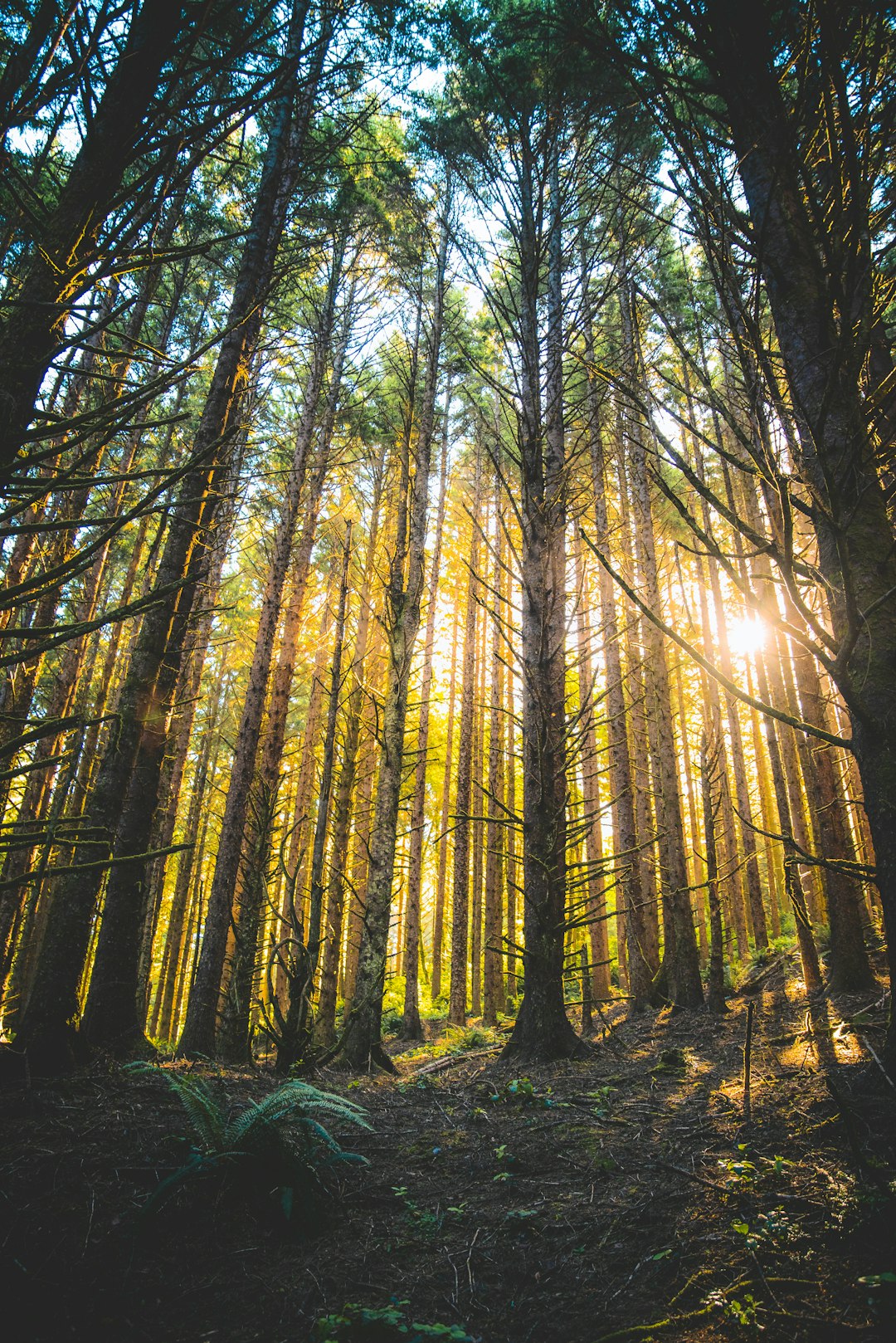 Nevada land ecologist