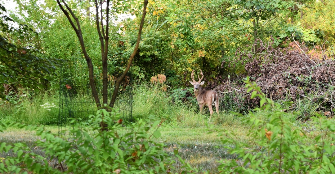 Cash offer for Indiana acreage