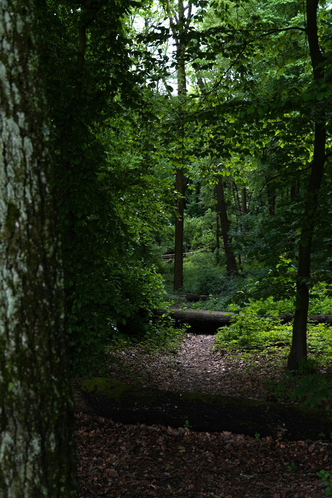 Cash offers for rural Washington land