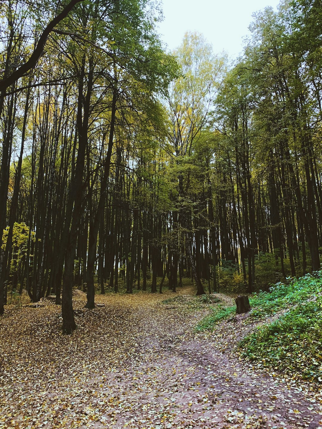 Indiana raw land cash sale