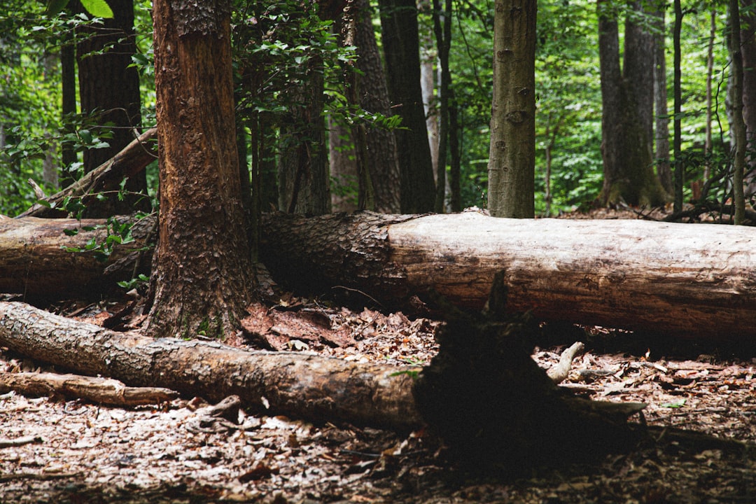 Maine land buyer