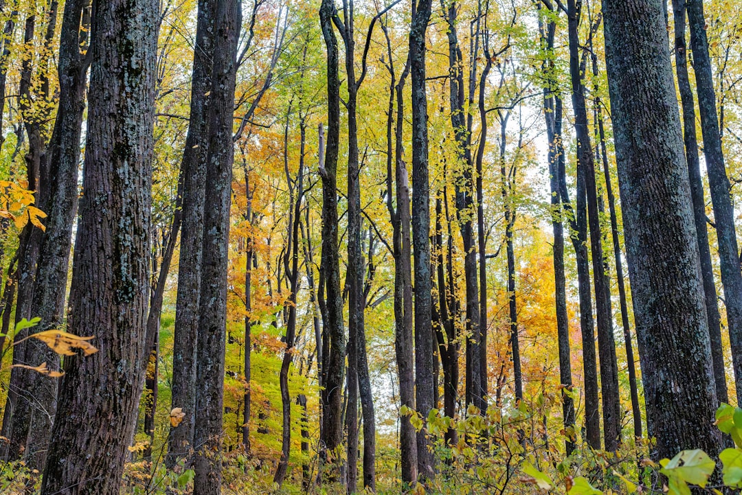 Sell Wisconsin land for cash