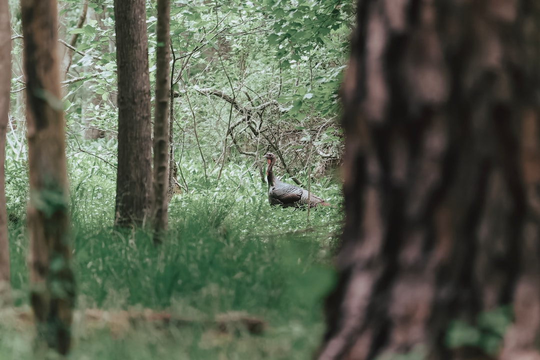 Cash buyers for hunting land in Wisconsin