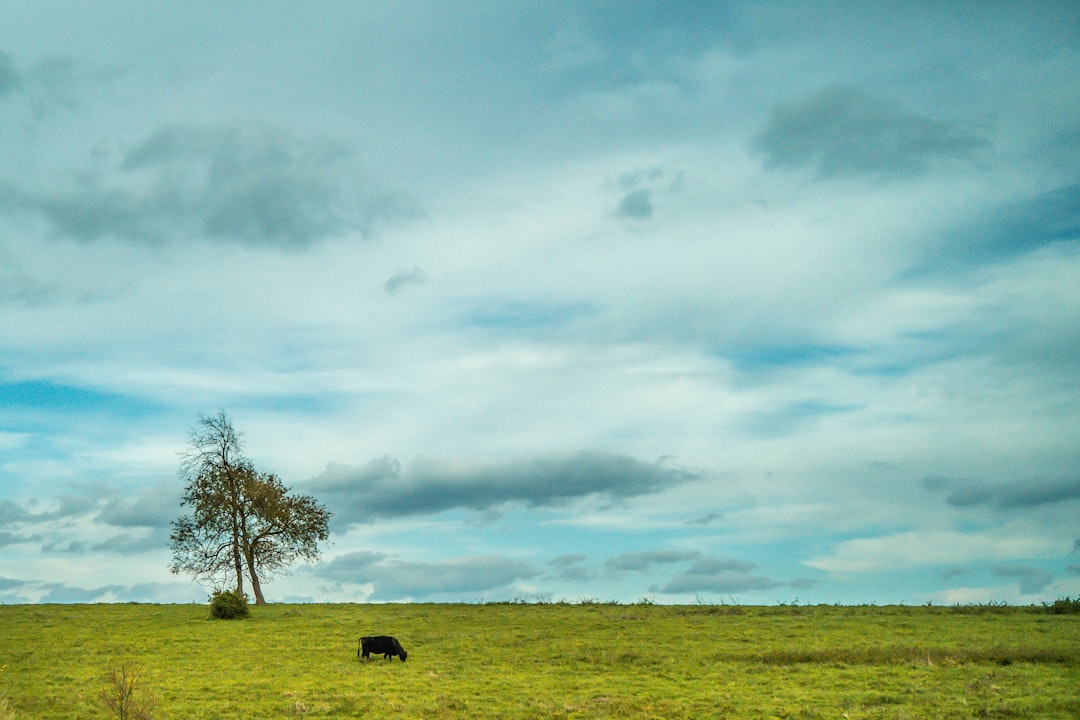 Sell North Carolina land for cash