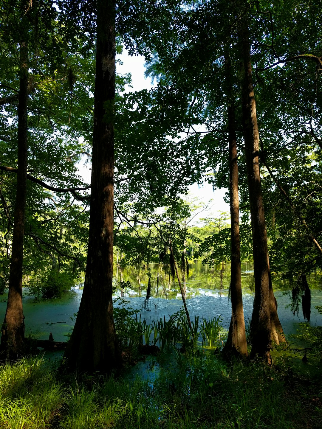 Minnesota land for sale with crops