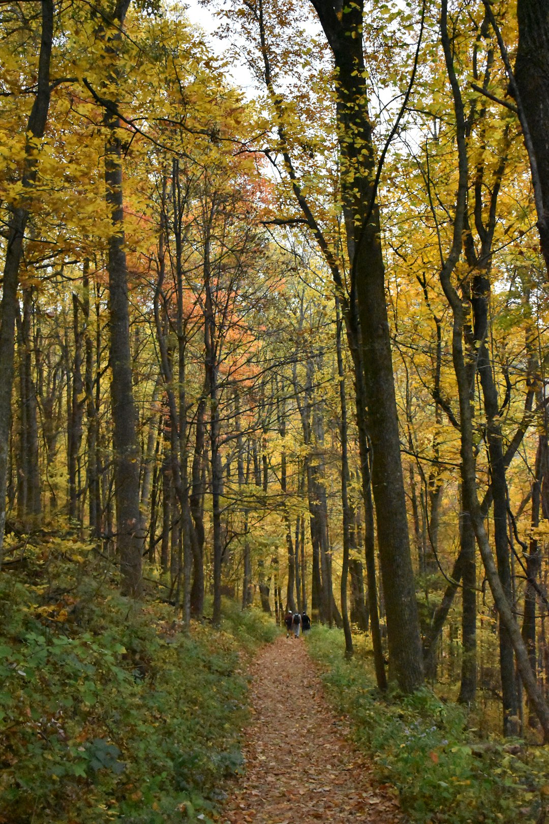 Minnesota land for sale with views