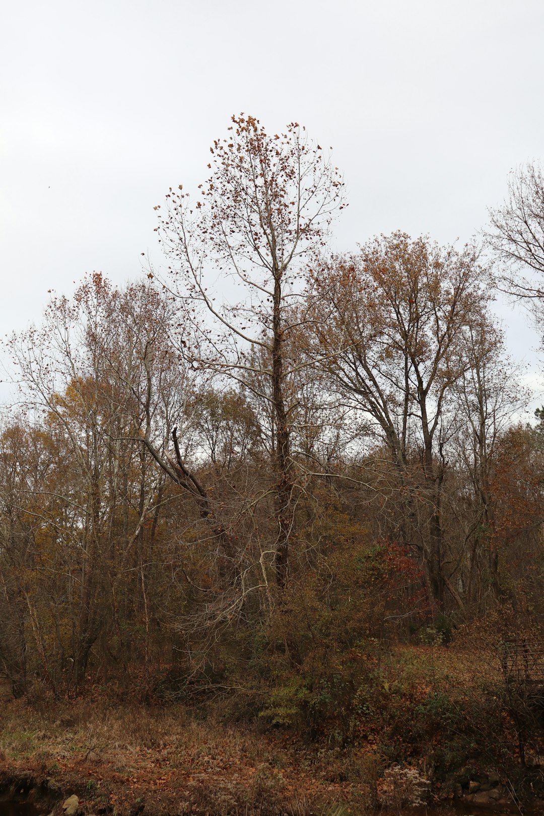 Selling land for off-grid living in Minnesota