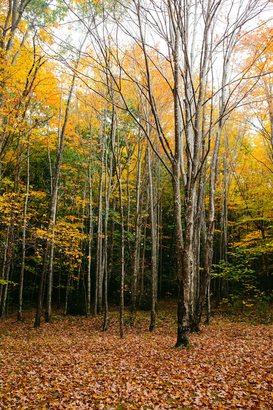 Fastest way to sell land for cash in Minnesota