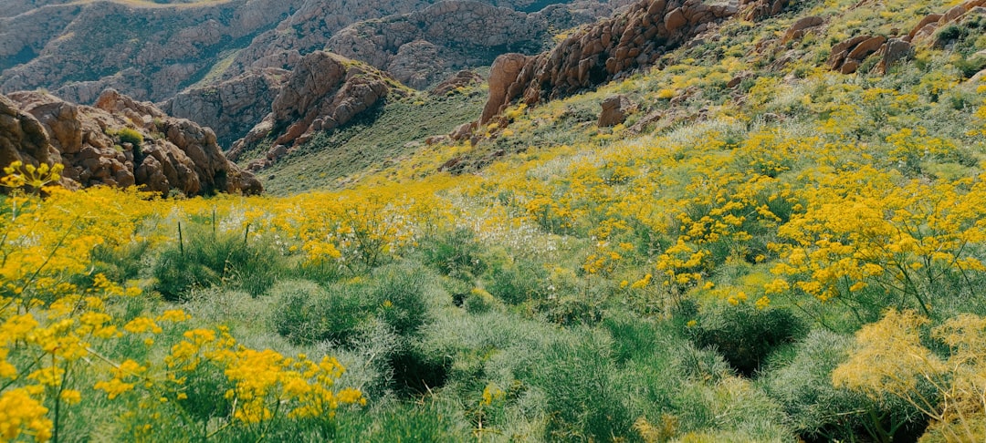 Market value of Arizona land