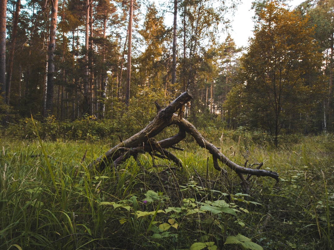 Minnesota land buyer