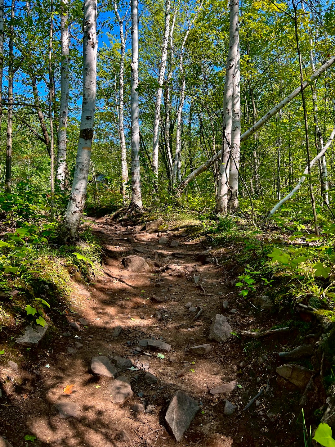 How to Offer Minnesota Land for Money Promptly